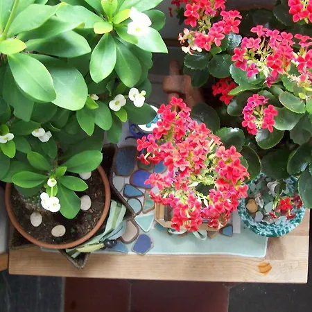 בית הארחה Porta Del Mare פורטופראיו